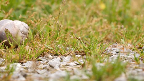 close up of a snail crawling super fast from the right to the left side on a forest stoney and gras ground