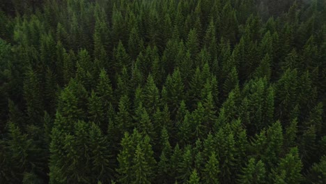 versatile aerial nature scene of clouds moving above pine forest