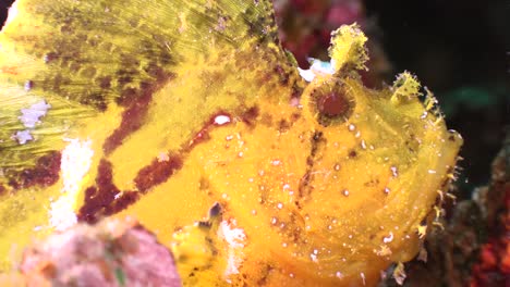 close up of a yellow leaf scorpionfish sitting on a tropical coral reef