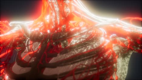 3d rendered medically accurate animation of heart and blood vessels