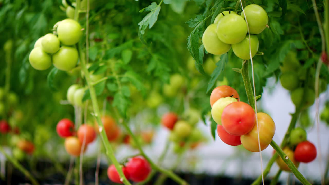Close up of tomatoes growing in a greenhouse