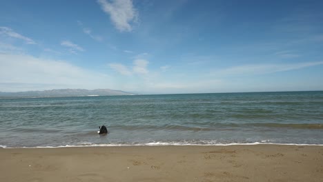border collie jugando con un palo en el mar