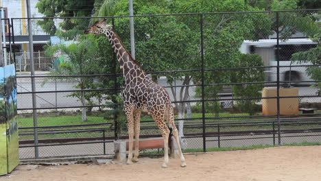 Jirafa-Comiendo-En-El-Zoologico