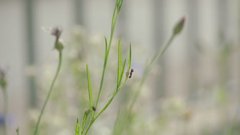 a single ant walking on a blade of grass