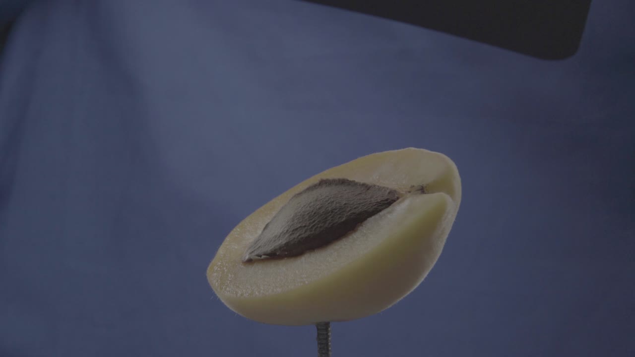 크로마 키를 위해 파란 화면에 루프와 함께 회전하는 사탕수수