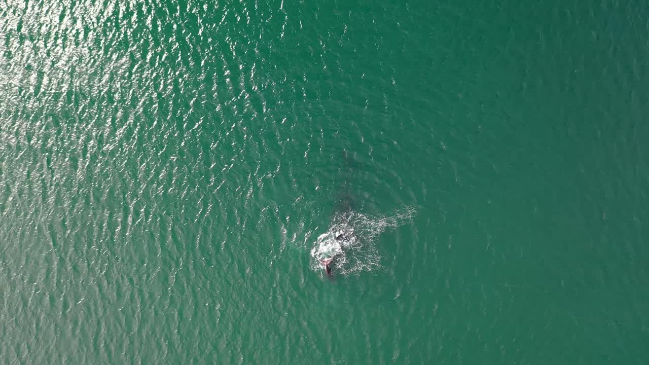 남아프리카공화국 피쉬후크의 가짜 만에 있는 남방긴수염고래와 갓 태어난 송아지의 공중 전망