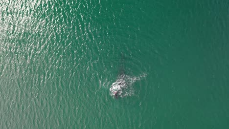 Luftaufnahme-Des-Südlichen-Glattwals-Und-Des-Neugeborenen-Kalbs-In-Der-Falschen-Bucht-Bei-Fish-Hoek,-Südafrika