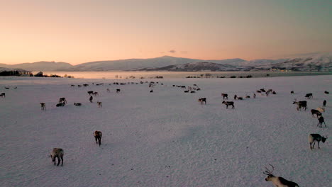 large flock of reindeers grazing on snow-covered terrain during sunset