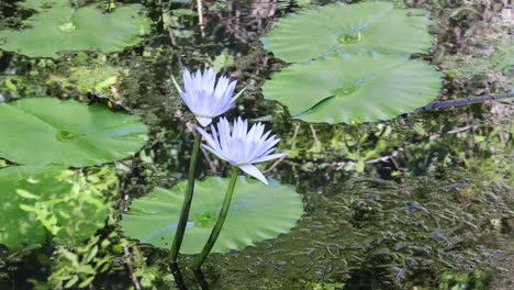 water lilies gently sway on a pond