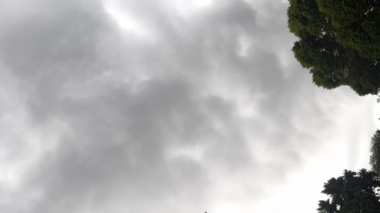 Dark clouds stream across the sky as a storm approaches, with two tall trees silhouetted against the horizon