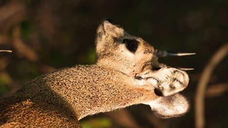 Cabeza-De-Klipspringer-Macho-Con-Cuernos-Puntiagudos-En-África