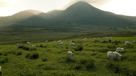 sheep grazing in a mountain valley at sunset