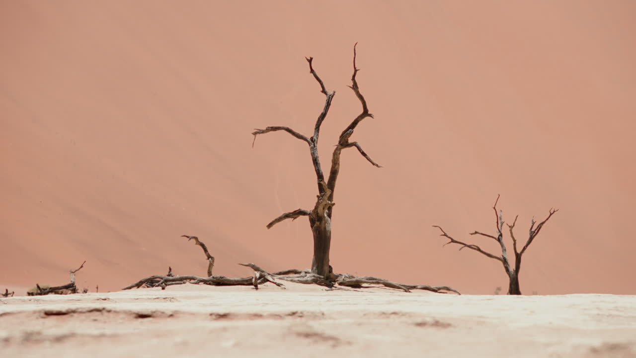 사막의 죽은 나무들