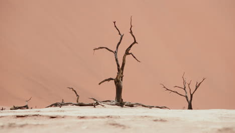 dead trees in the desert