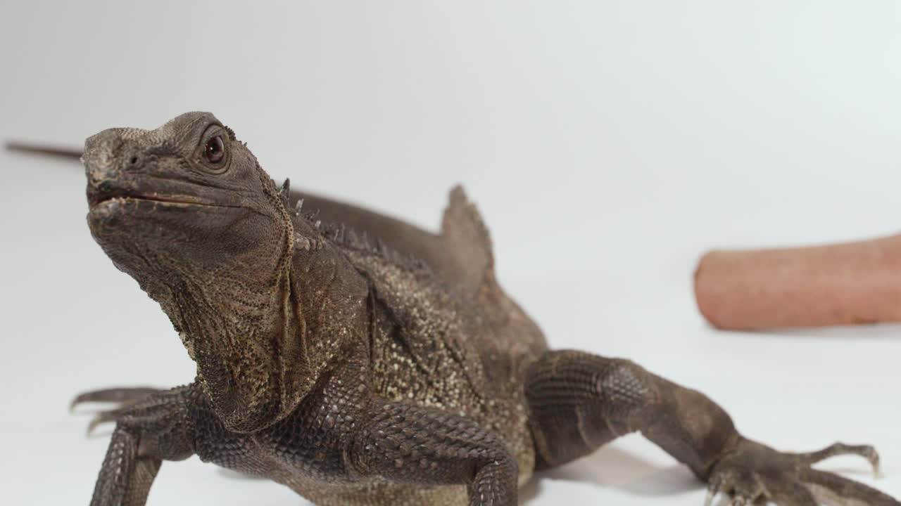 A brown iguana lizard rests on a white surface and briefly opens its mouth wide