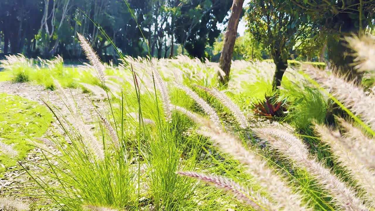 부드러운 바람이 이 나는 풍경에서 풀을 흔들고