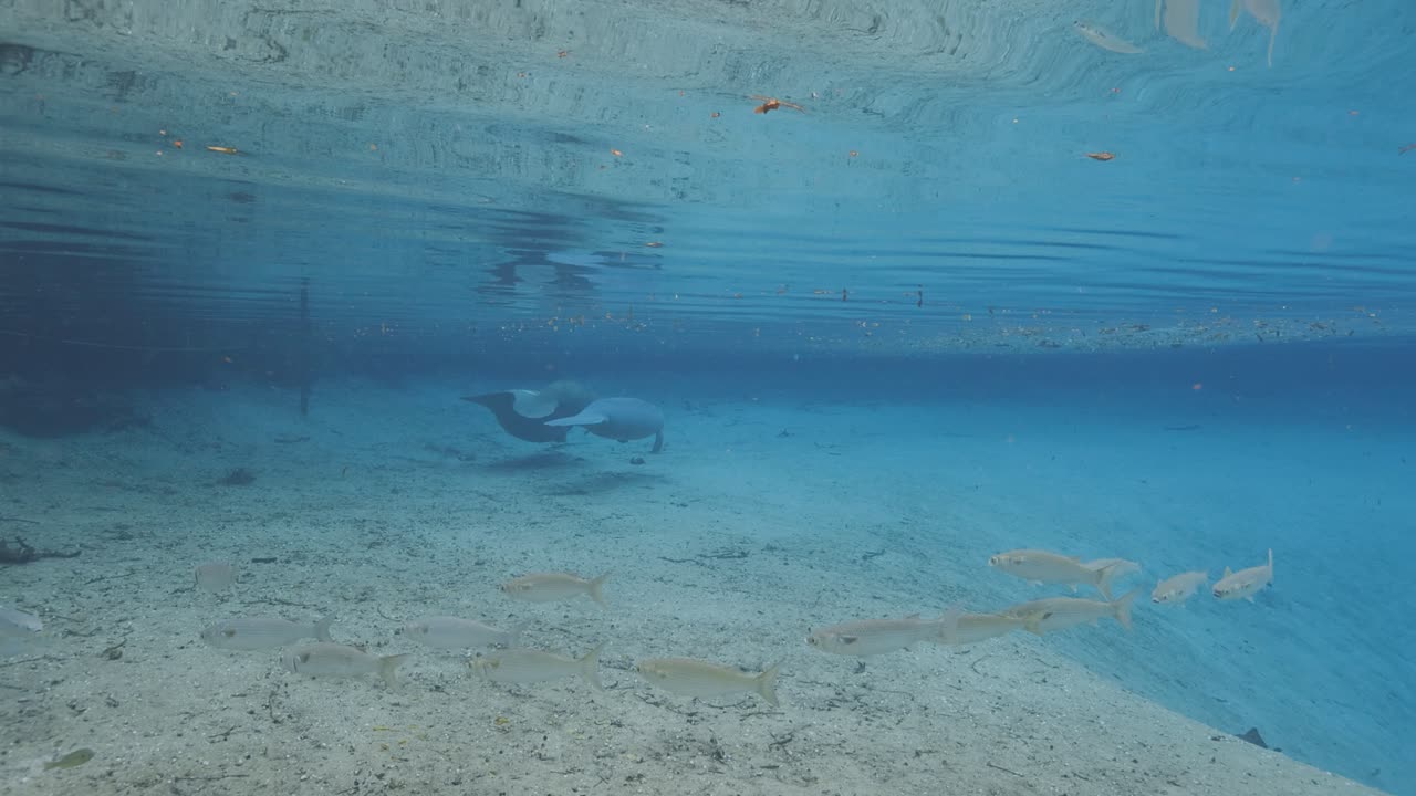 Manatees swimming in fresh blue spring water in Florida while fish swim by