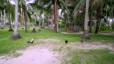gallo y pollo caminan en la plantación de la granja de coco