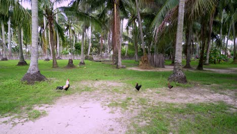 cock and chick walk in the coconut farm plantation