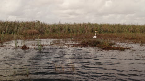 egrets in a marsh