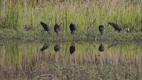 glossy ibises foraging in grassy wetland