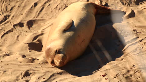 See-Elefanten-Schlafen-Im-Sand