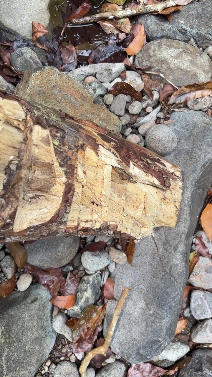 Tronco rosicchiato da castoro appoggiato su un letto di fiume roccioso