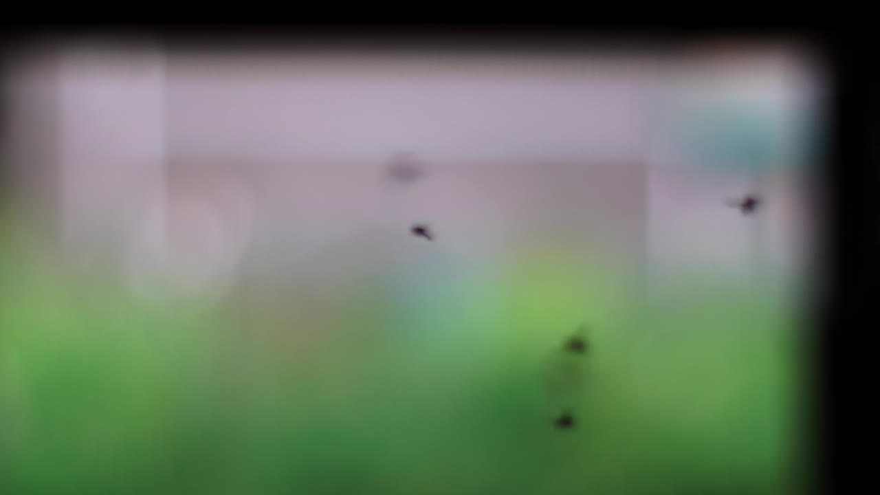 많은 파리와 벌레들이 소집의 입구에서 날고 있습니다.