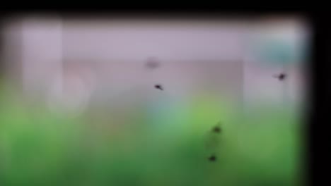 muchas moscas e insectos están volando por la entrada de la casa de la vaca