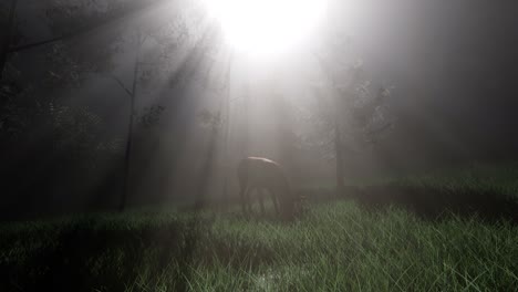 deer female in forest in fog