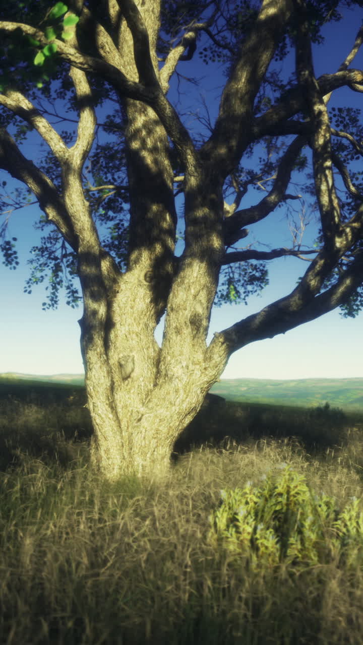 Quercia serena che si erge pacificamente, quercia baciata dal sole tra erbe ondeggianti