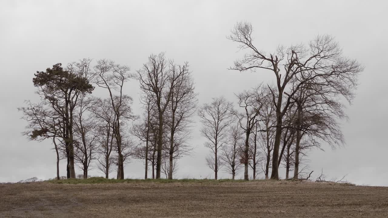 Small group of tall trees in field on grey overcast day in Winter. Slow handheld.