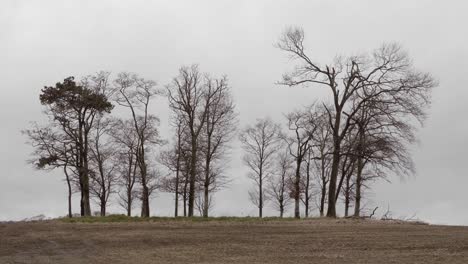 small group of tall trees in field on grey overcast day in winter. slow handheld.