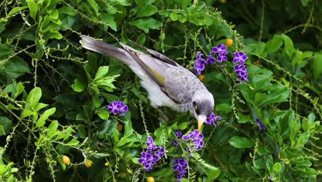 bird interacts with flowers in natural habitat