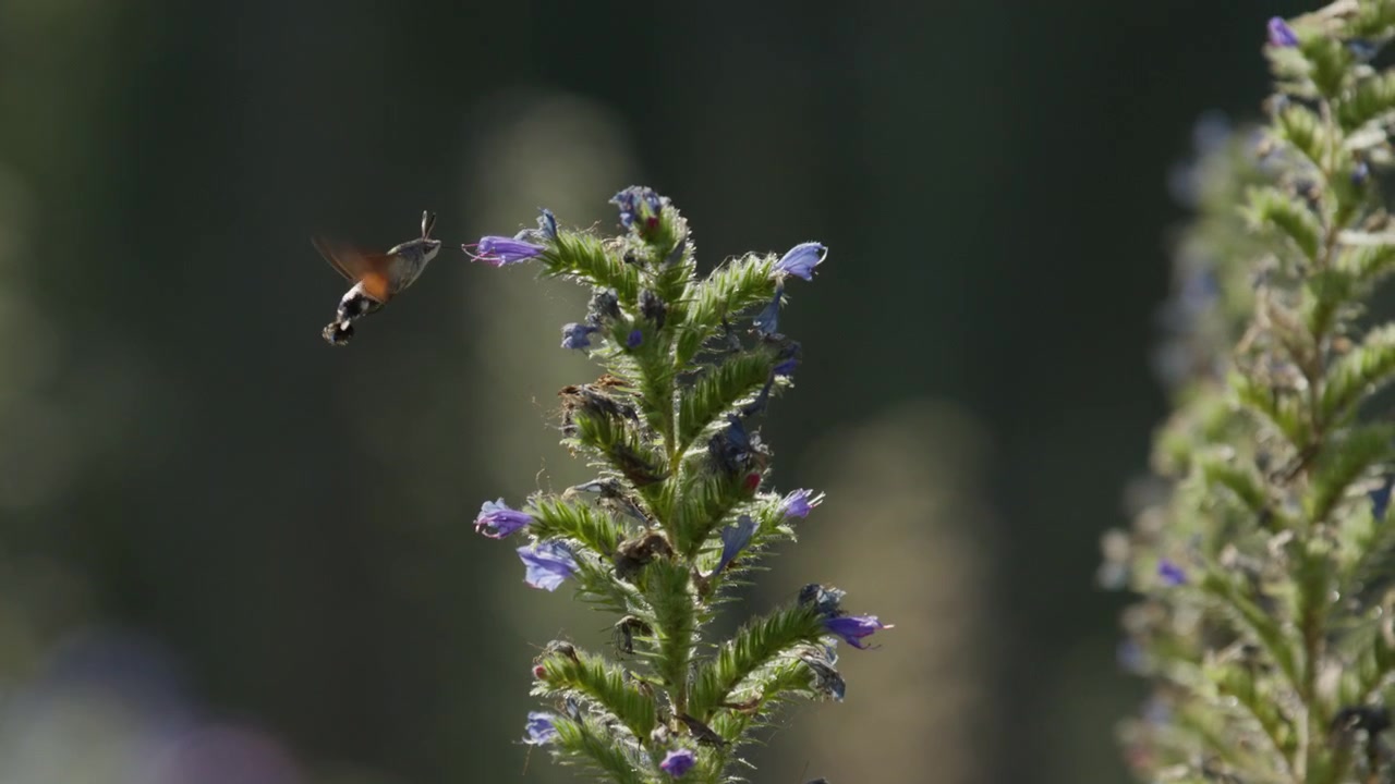 Hummingbird Hawk-moth use proboscis to collect nectar from Viper's Bugloss