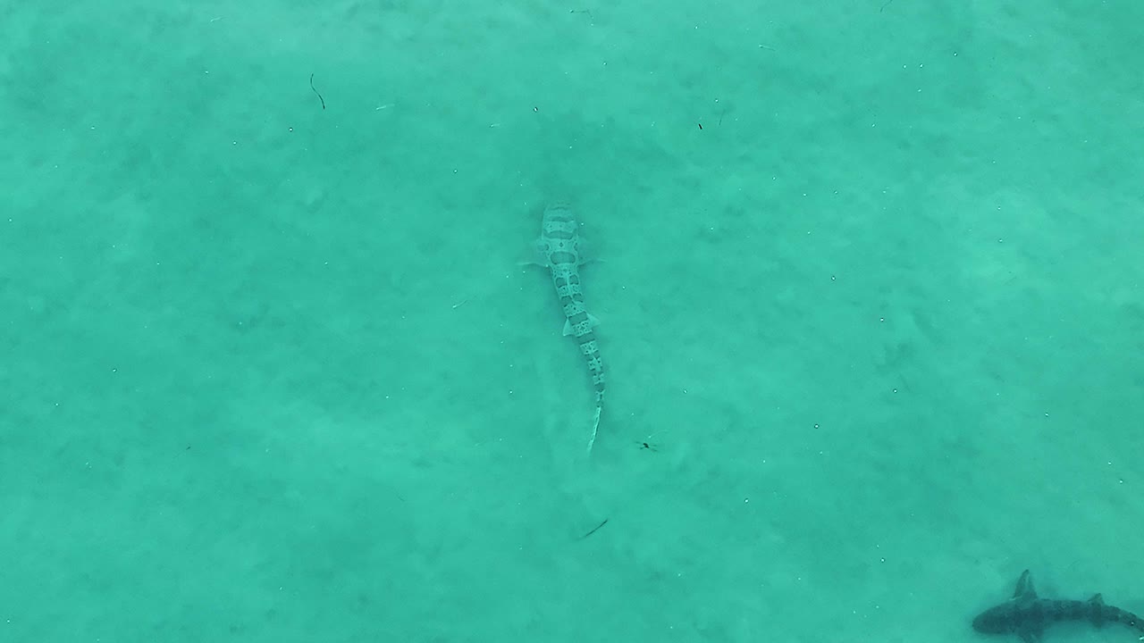 leopard sharks swimming in the shallows