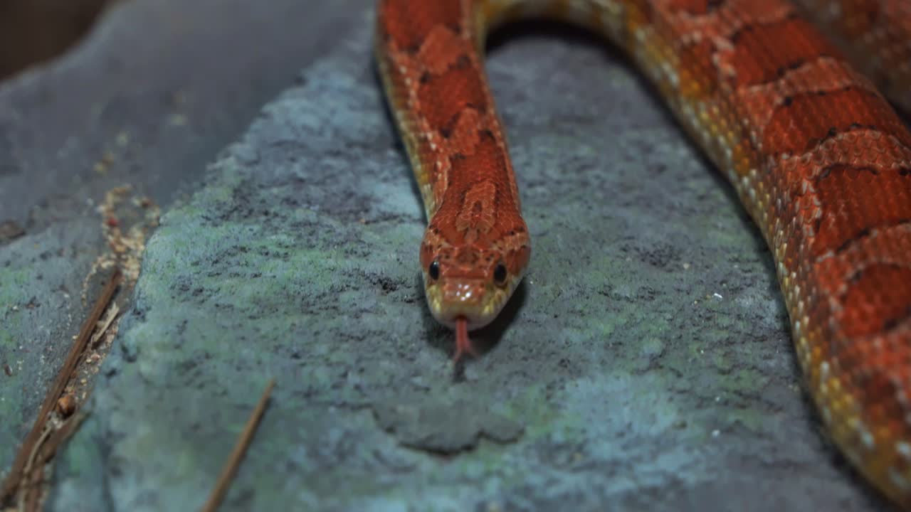 disparo de cerca capturando una especie exótica de serpiente de maíz, pantherophis guttatus, locomoción serpentina, arrastrándose y deslizándose por el suelo, sacudiendo su lengua bifurcada