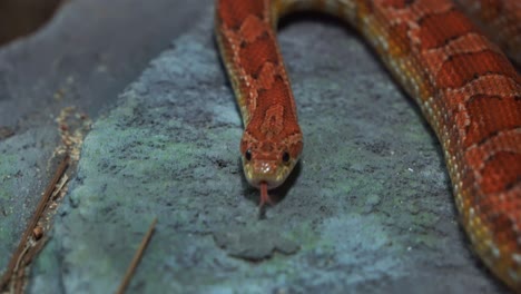 close up shot capturing an exotic species corn snake, pantherophis guttatus, serpentine locomotion, crawling and slithering on the ground, flicking its forked tongue