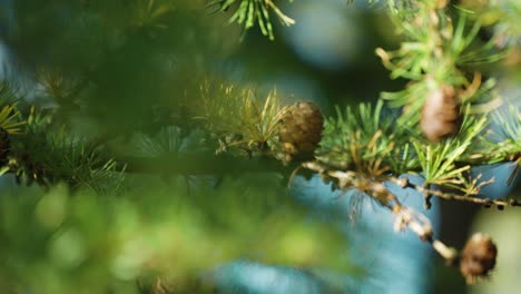 pine cones and soft new needles cover the thin branches of the young pine tree