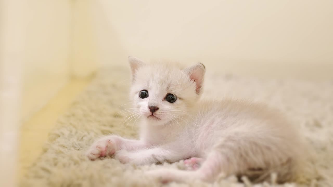 Cat is looking at the kitten.