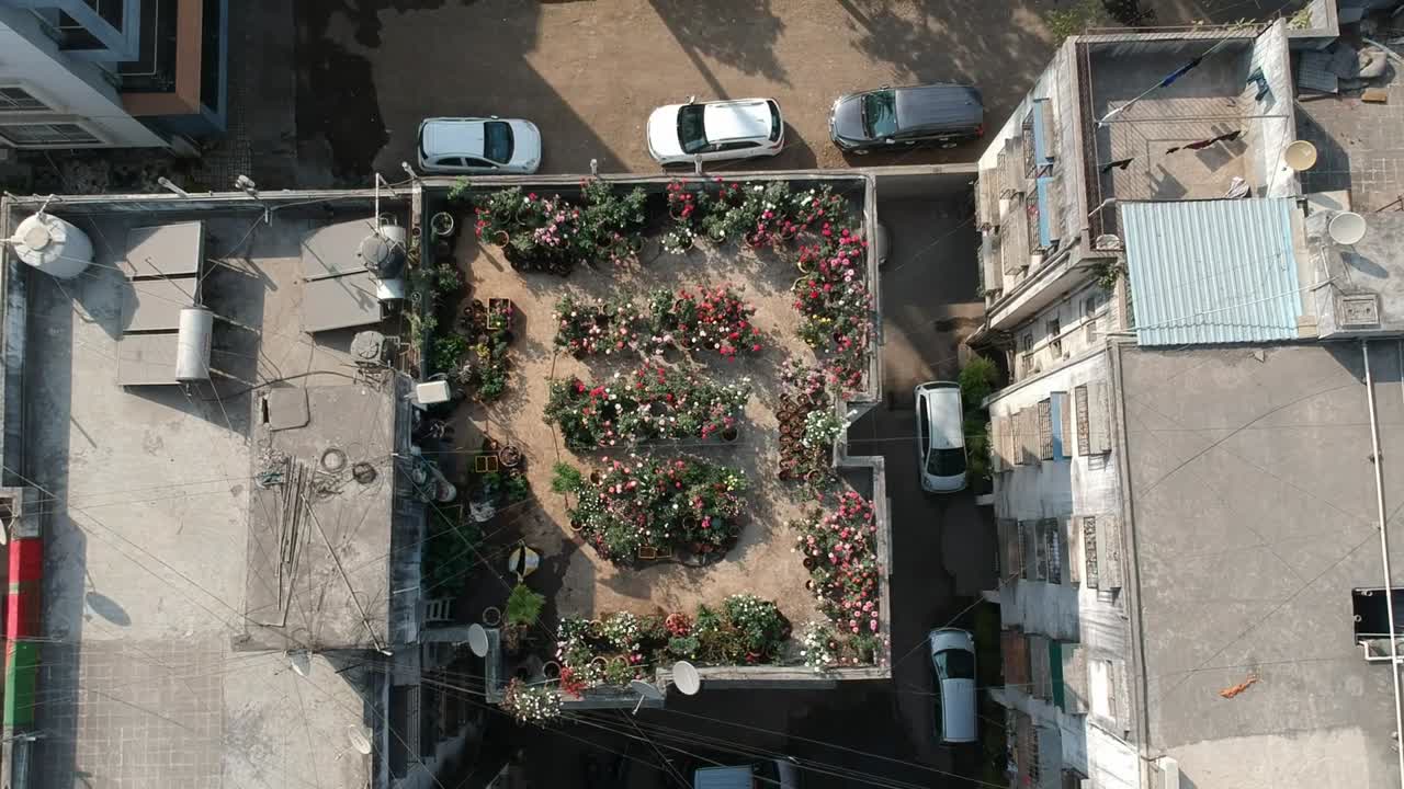 에 장미 정원 | 공중 스톡 영상 | 꽃 전문가 | 옥상 | 인도 | 지붕 | 꽃들