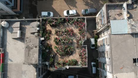 jardín de rosas en el techo | imágenes de archivo aéreas | expertos en flores | azotea | la india | techo | flores