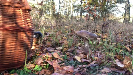 Caza-De-Setas-Temporada-De-Otoño-Leccinum-Scabrum-Seta-Cerca-De-La-Mano-Caucásica-Macho-Recogió-La-Seta-Y-La-Dejó-Caer-En-Una-Cesta-De-Mimbre