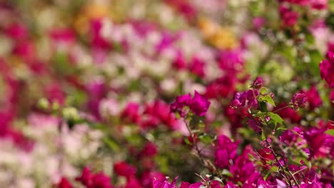 flores vibrantes que florecen en una escena de jardín dinámico.