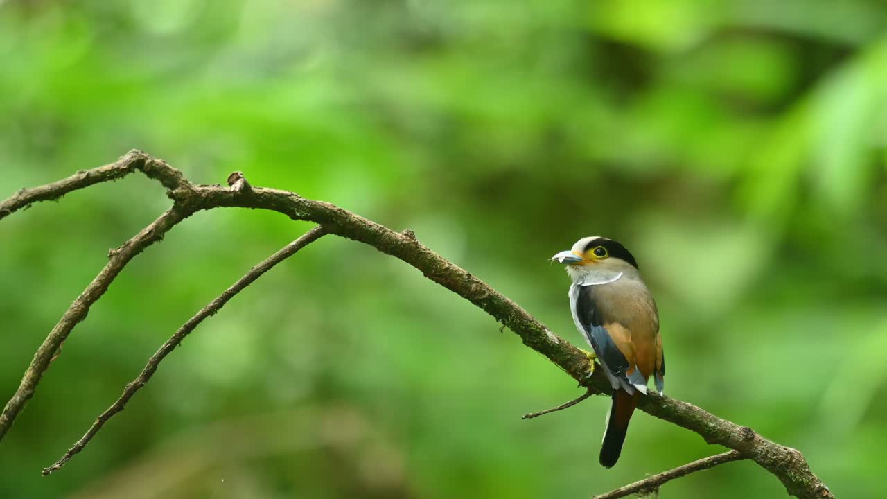Silver-breasted broadbill, Serilophus lunatus