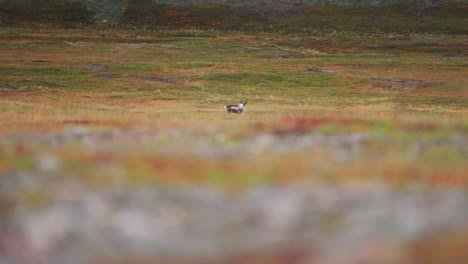 Un-Reno-Solitario-Deambula-Por-La-Tundra-Otoñal-Del-Norte-De-Noruega.