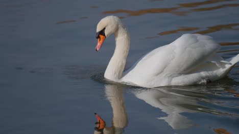 Anmutiger-Weißer-Schwan-Auf-Dem-See,-Der-Mit-Seinem-Schwanz-Wedelt