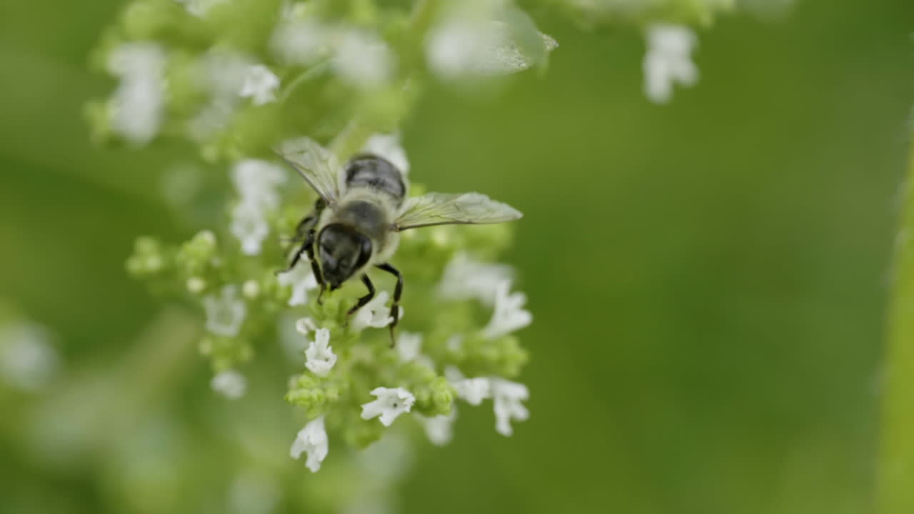 пчела на цветке