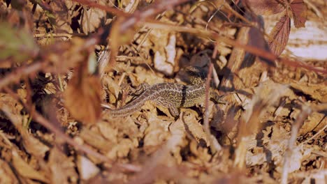 Lagarto-De-Arena-Tomando-El-Sol-En-El-Suelo-Bajo-Las-Ramas-De-Los-árboles-En-El-Entorno-Arenoso-De-Veluwe,-Cerca-Del-Día-Soleado