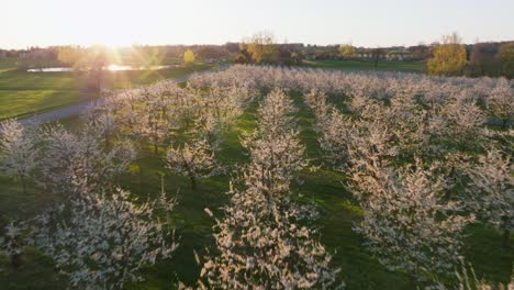 Plum-orchards,-shot-by-cinematic-drone,-the-sun-shines-through-the-flowers,-Dordogne,-France